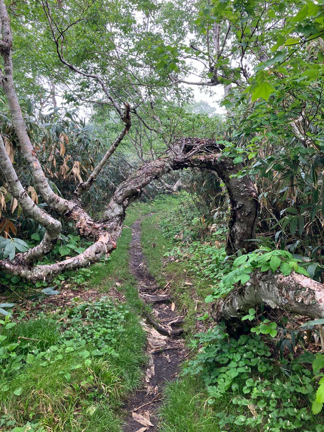 新見峠登山口-白樺山 往復コースの写真