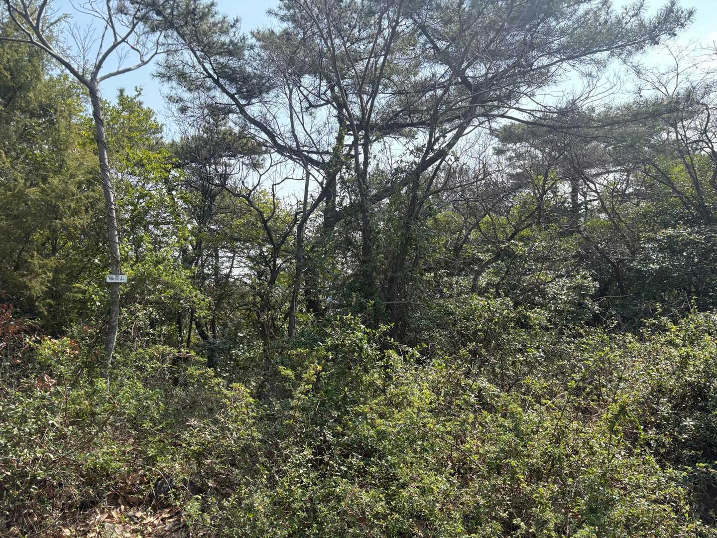 えーっと… 
勝手に栗林公園見下ろせるかと思ってた🤣
眺望はなし