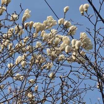 木蓮が、もう少しで綺麗に咲きそうです😃✌