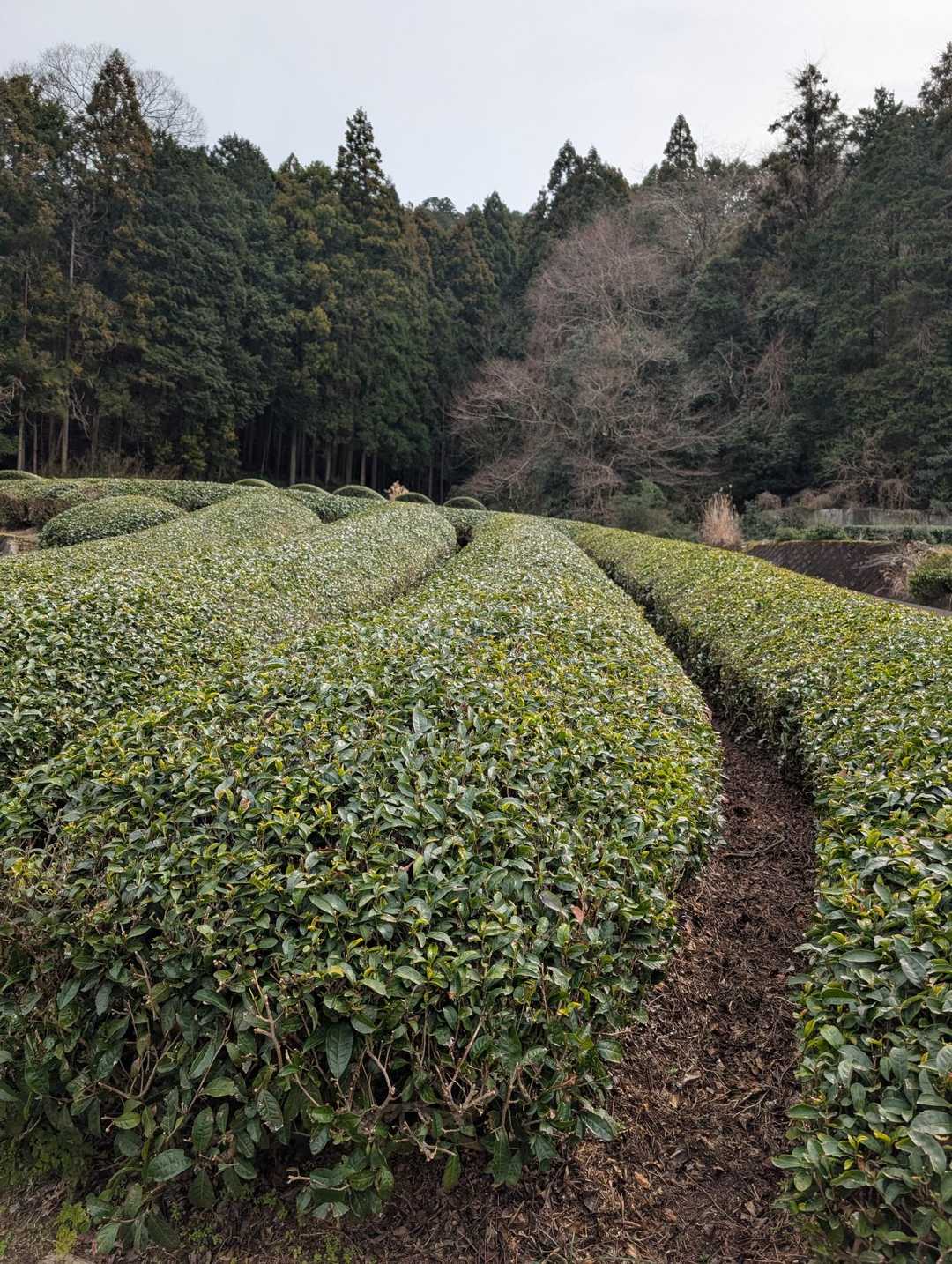 高束山 往復コースの写真