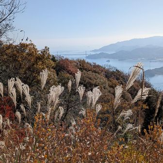 ススキと尾道大橋