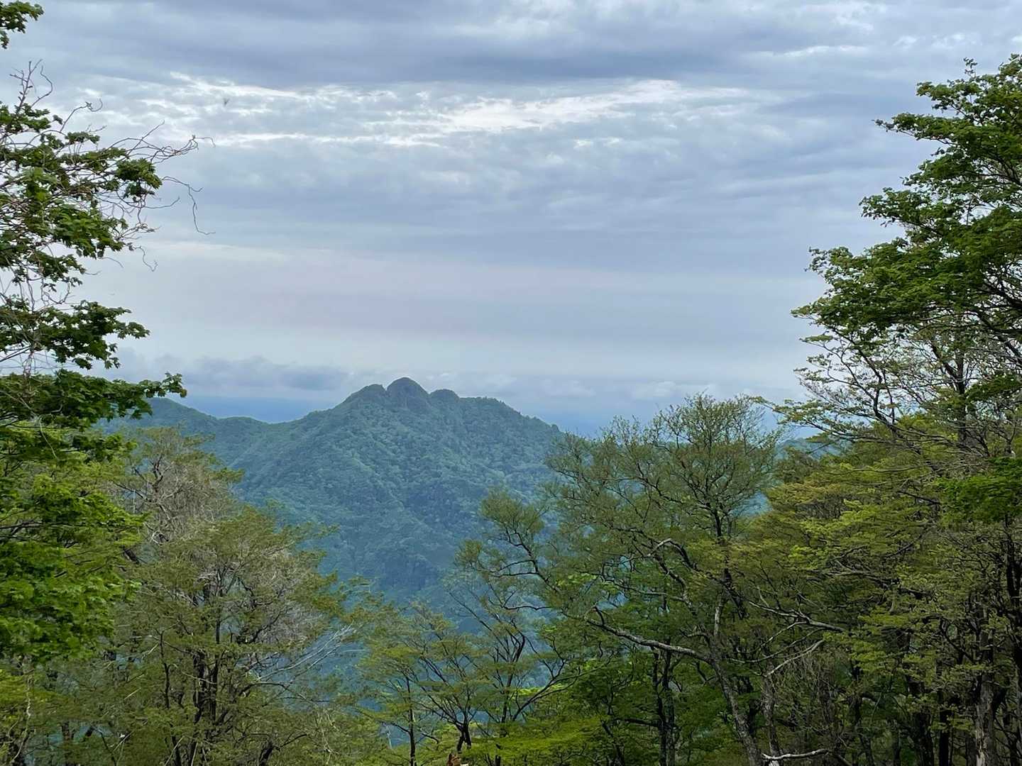 新緑と大障子岩