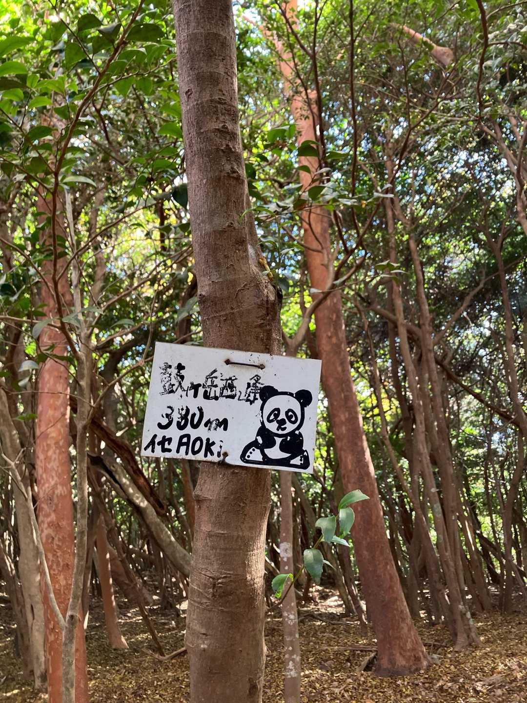 鼓ヶ岳西峰-鼓ヶ岳 往復コースの写真
