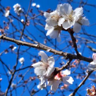 桜は風にも負けずに咲いています🩷