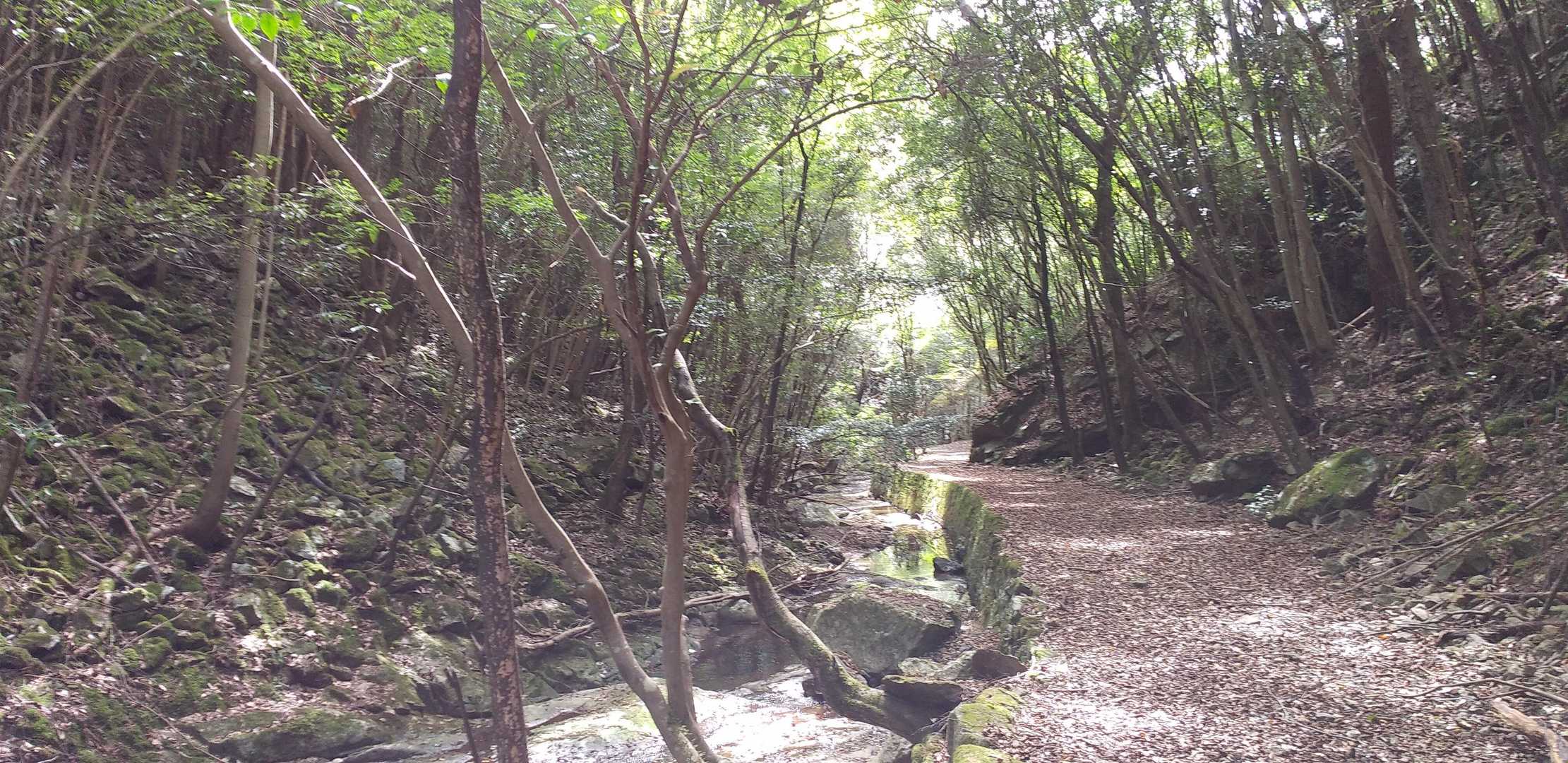紅葉はまだまだ😄
