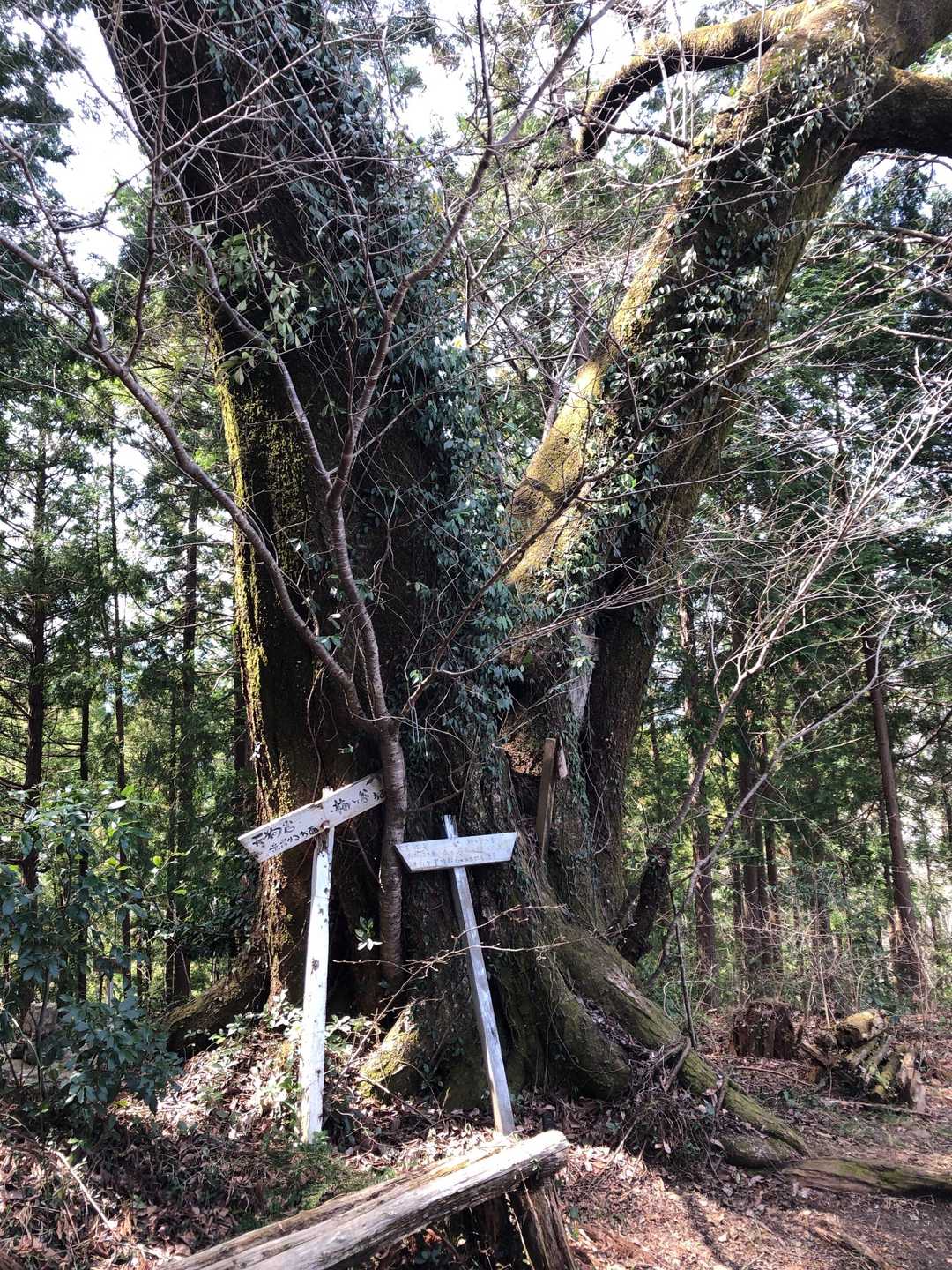 愛宕山。この先へ降りる道は荒れているみたいなので、分岐まで戻ってハイキングコースで下りました。