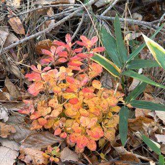 小さくて可愛い紅葉