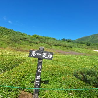 第一花畑花がいっぱい