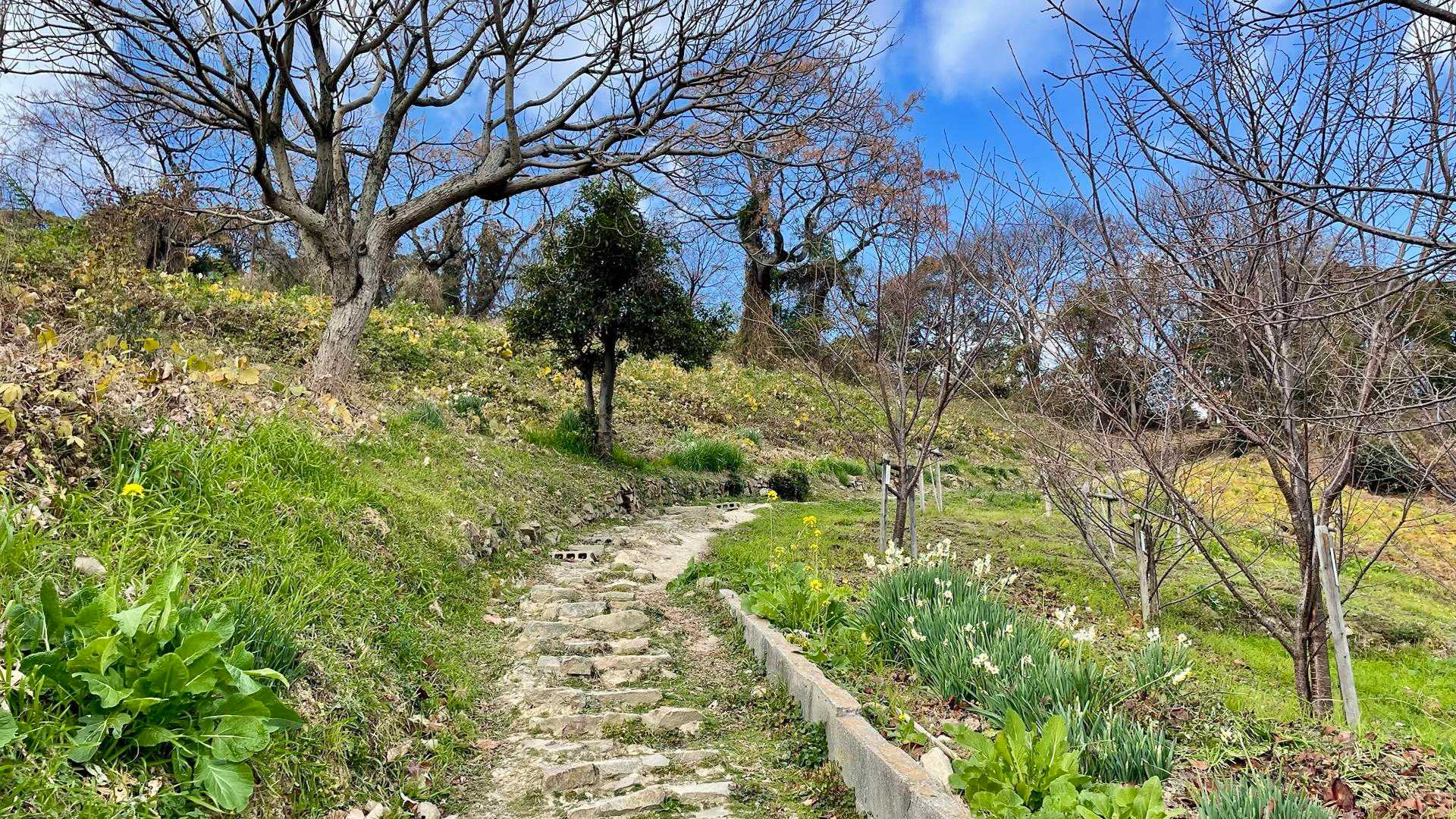 菜の花や水仙が沢山咲いてました