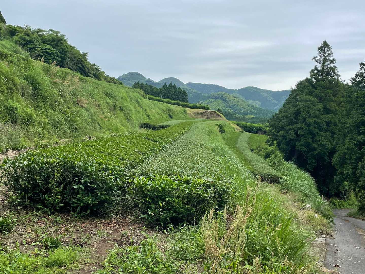 知覧なので、茶畑😃

ここまで数メートルなのに、草花いっぱいでなかなか前に進めない💦