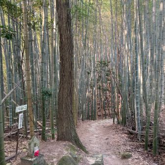 ふぅ…
竹林で悪いことは起きない
私的パワースポット