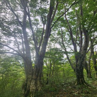 周りには立派な妖怪たち🌳🌳