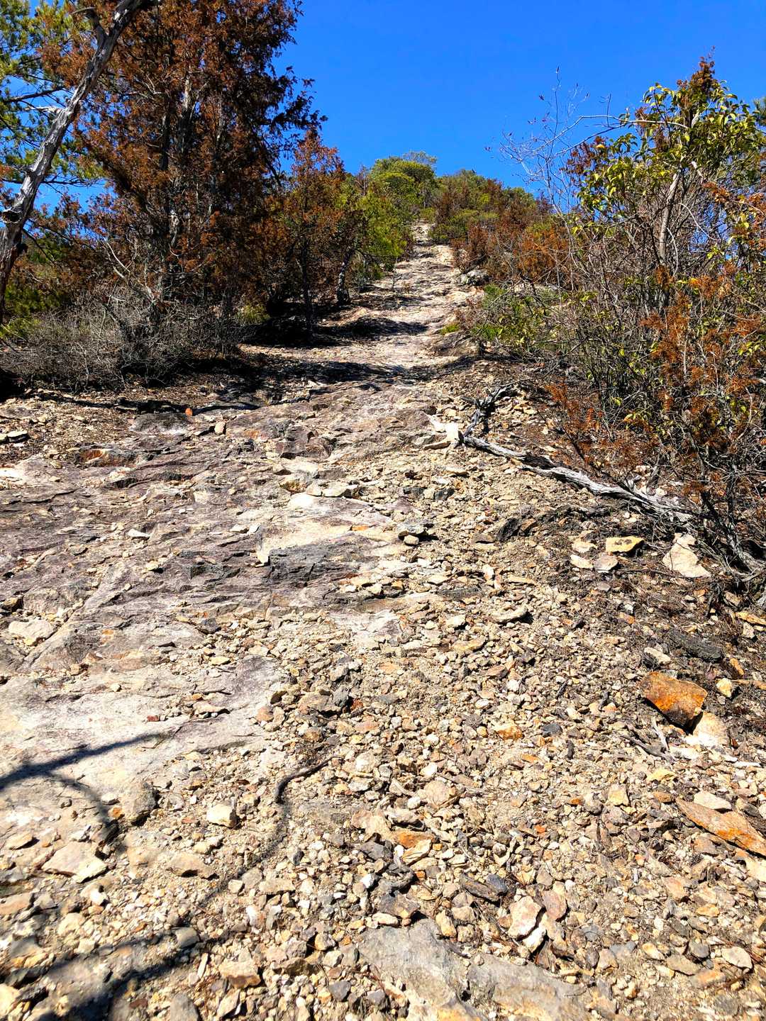 由加神社登山口からの登り
岩尾根は登りやすくスタートから気分上々