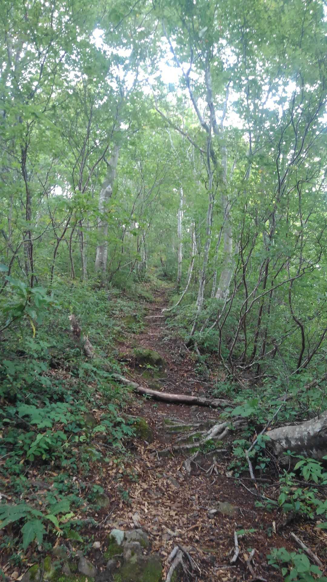 大日山 周回コースの写真