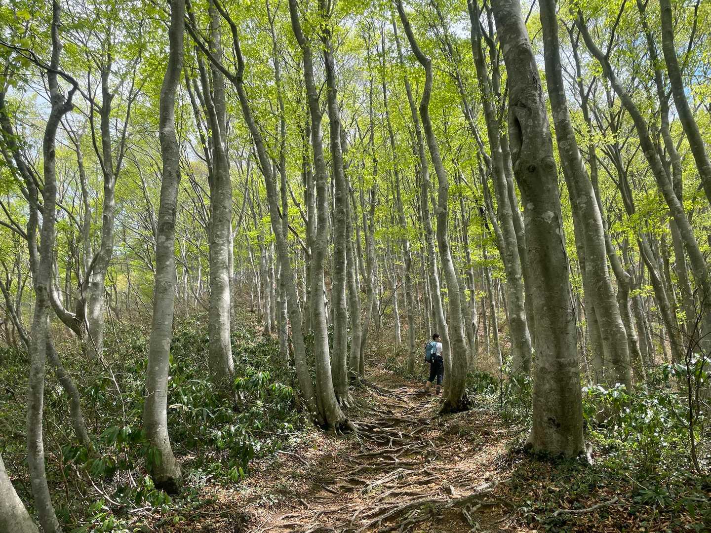 ブナ林で癒される🍃