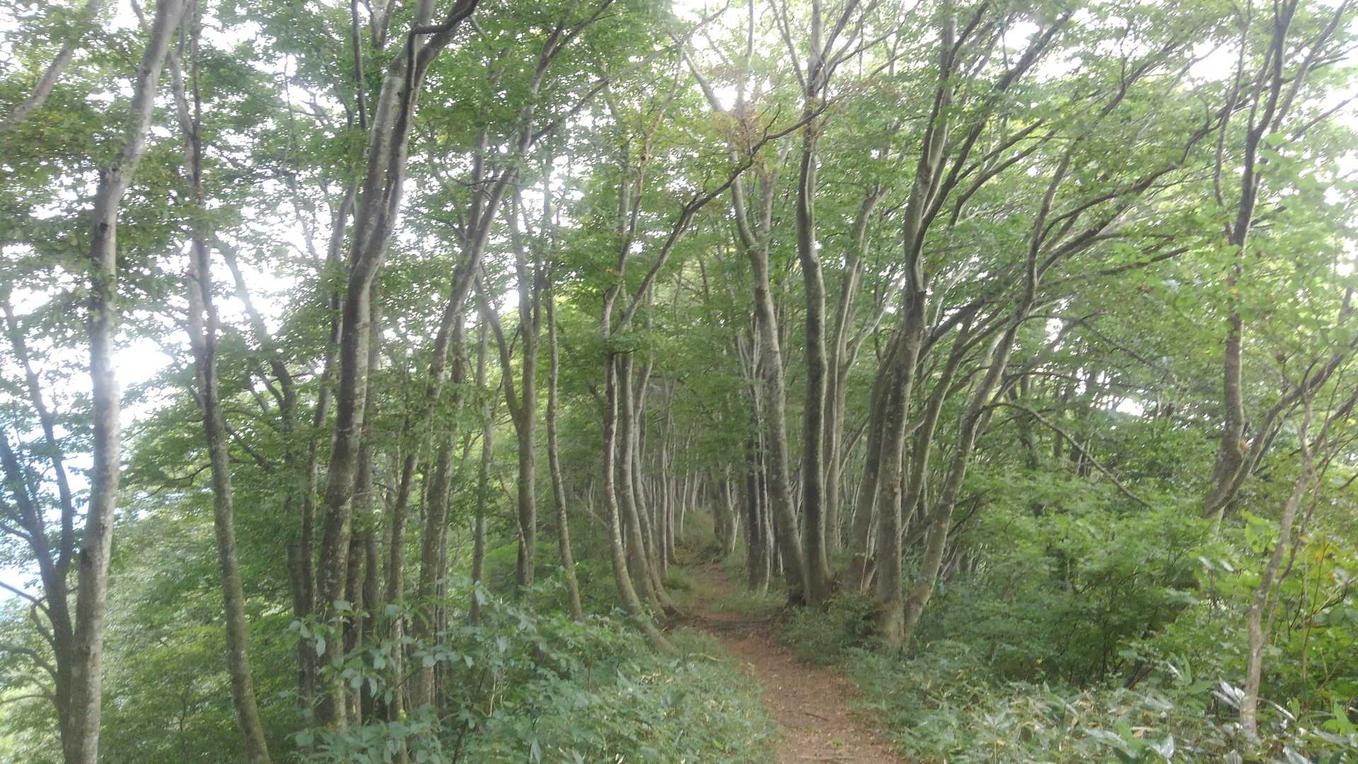 関沢森林公園登山口-要害山-櫛形山-櫛形山登山口 周回コースの写真