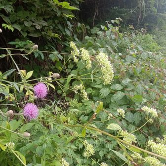 途中、アザミの花が咲いていました。