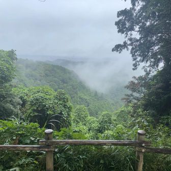 帰りの稲荷山展望台。ますますガスってきた。もうダメぽ。でも道そのものは前回より泥濘が少なくて、下りも先週より歩きやすく感じました。なんでかなー？