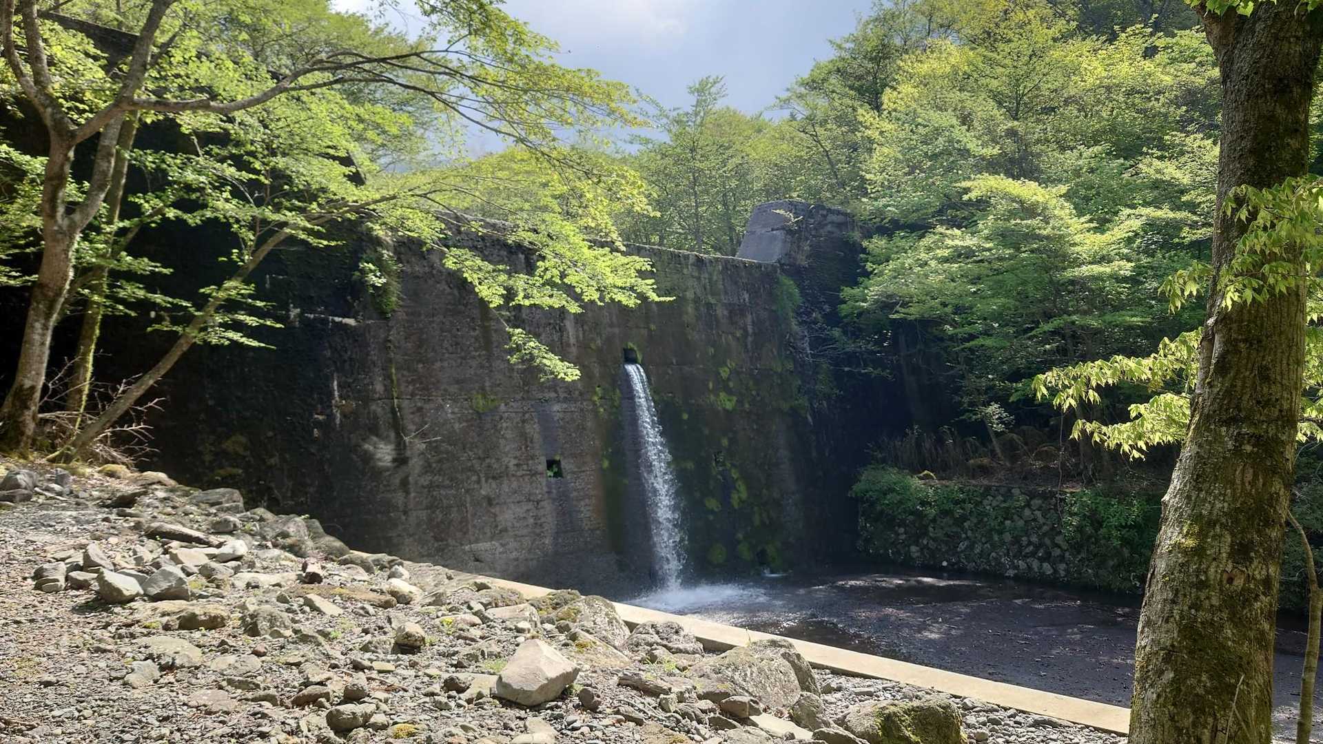 放水していました。