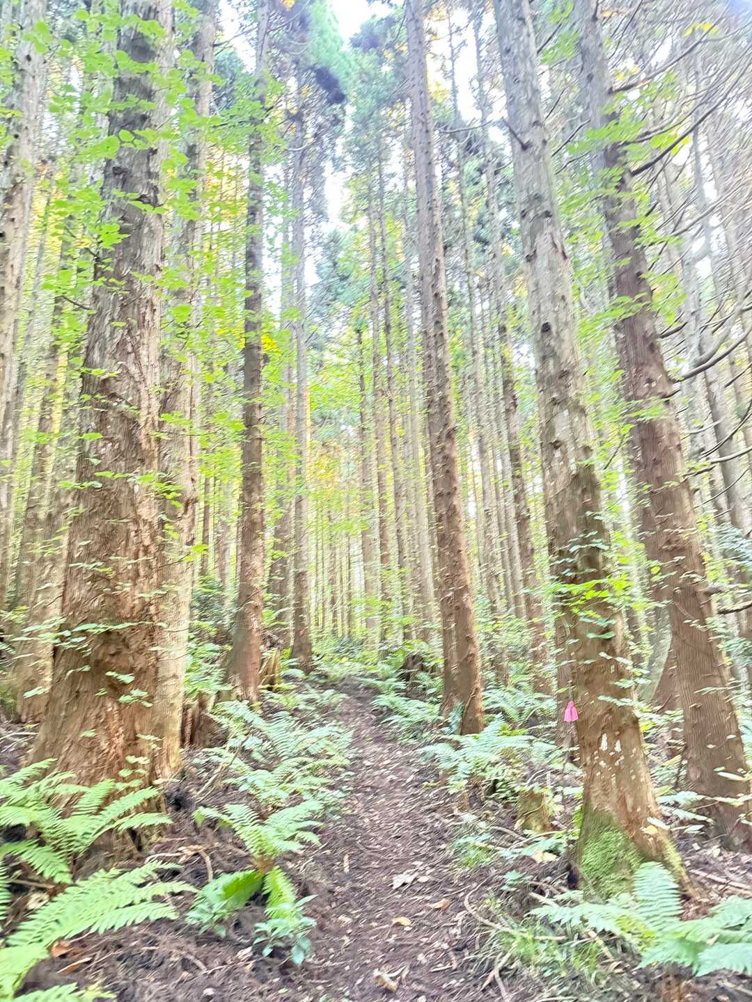 🐻にビビりながら登山道を進む