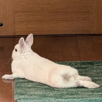 うさぴょこ