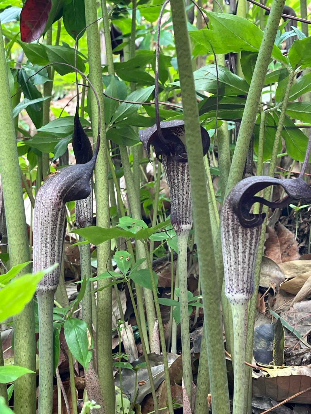 ウラシマソウ群生