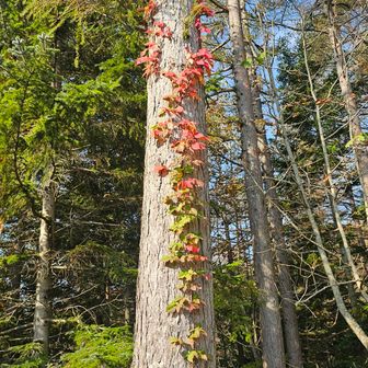 紅葉も少しはやいか？
