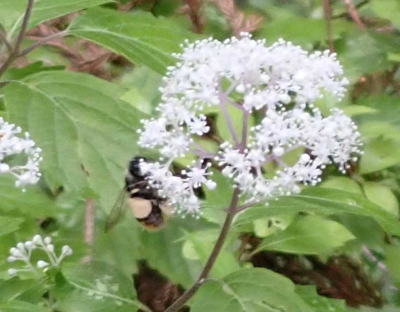 足に花粉がいっぱい
重いんでしょうか🤔