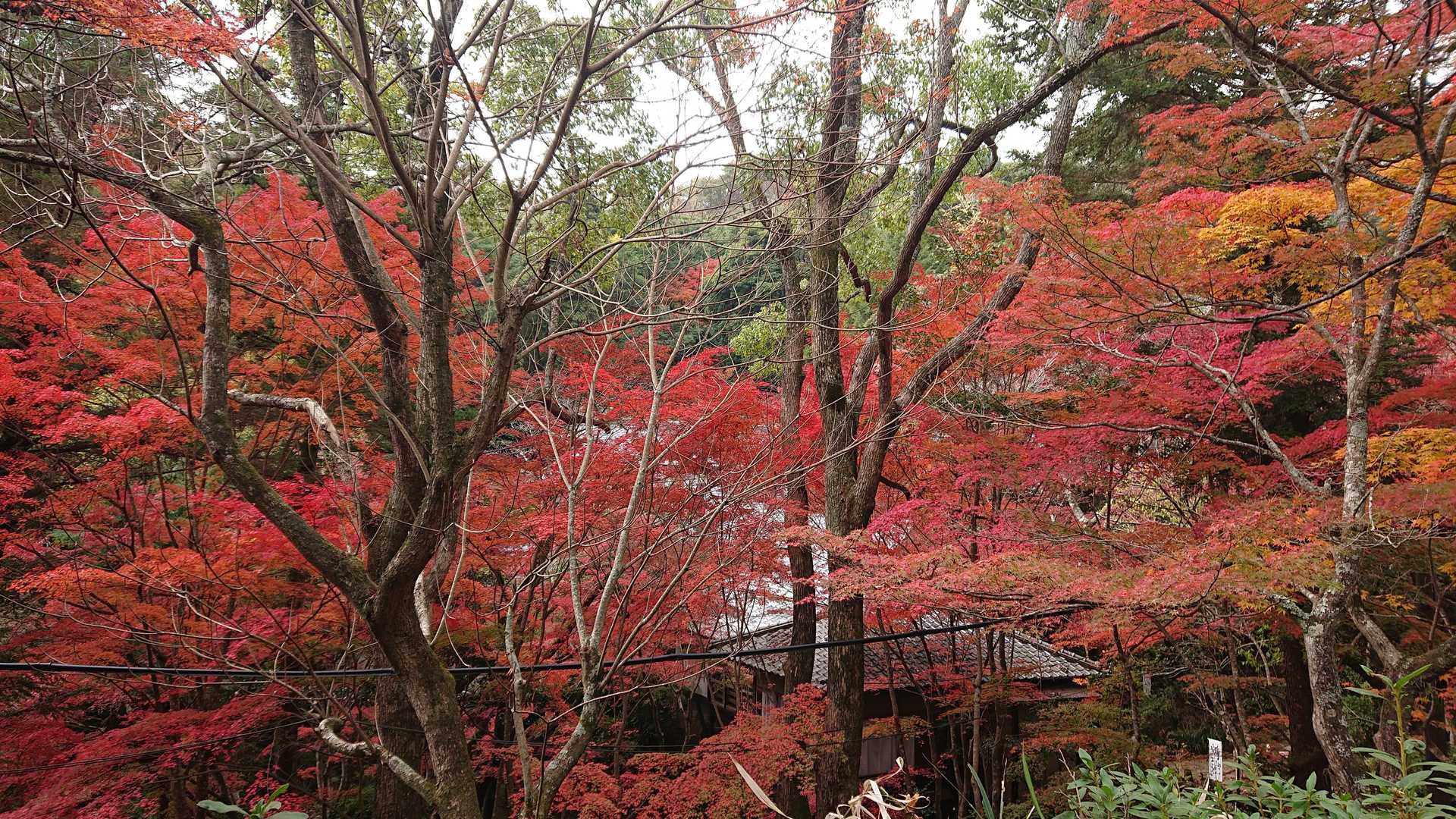 三滝駅-三滝観音バス停-宗箇山-三瀧寺 往復コースの写真