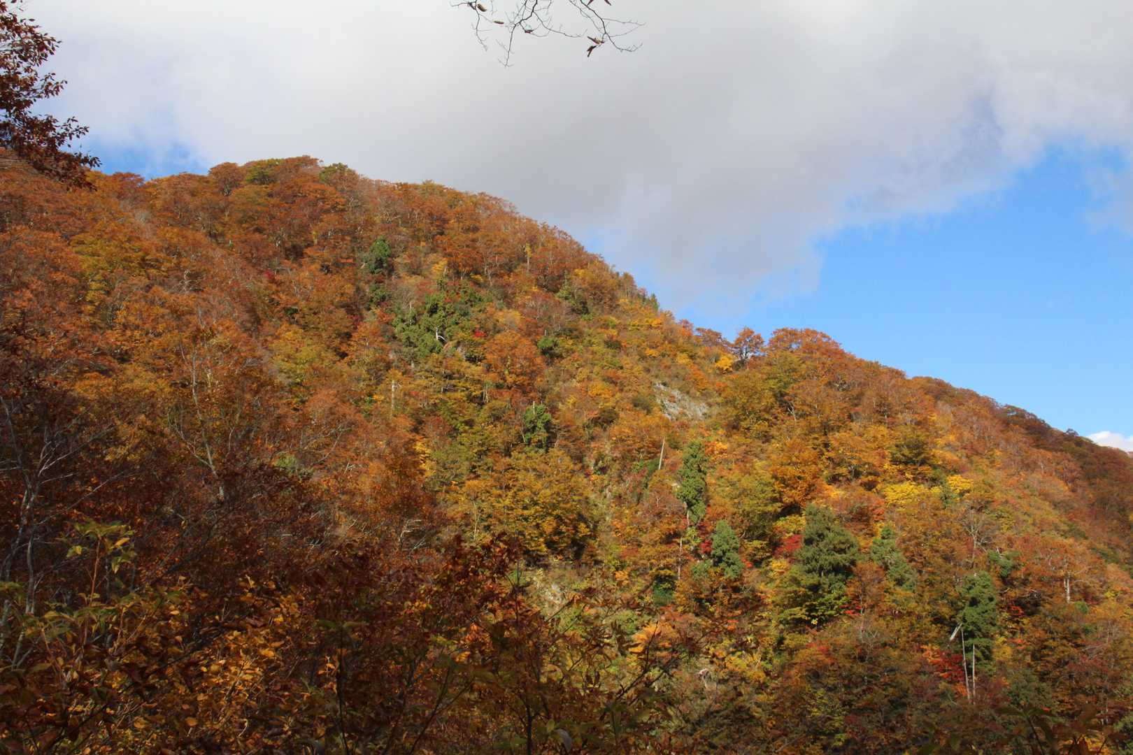 岩の斜面の紅葉🍁