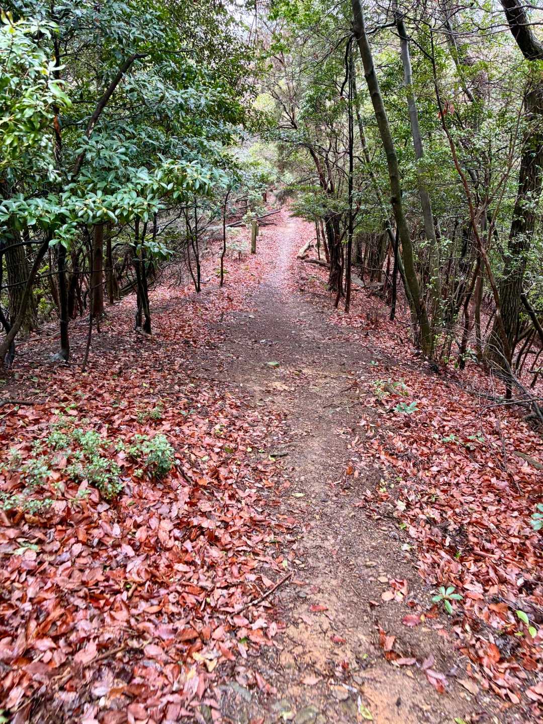 岩間山登り口　　　　　-太平山・千頭岳登り口-大平山-西千 往復コースの写真