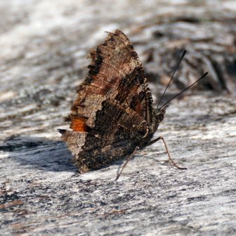ヒオドシチョウ(翅の裏面)
表側とは対照的に、枯れ葉のような茶色や黒っぽい色をしており、複雑な模様がある。これにより、翅を閉じているときは樹皮や地面に溶け込み、敵から見つかりにくくなる 