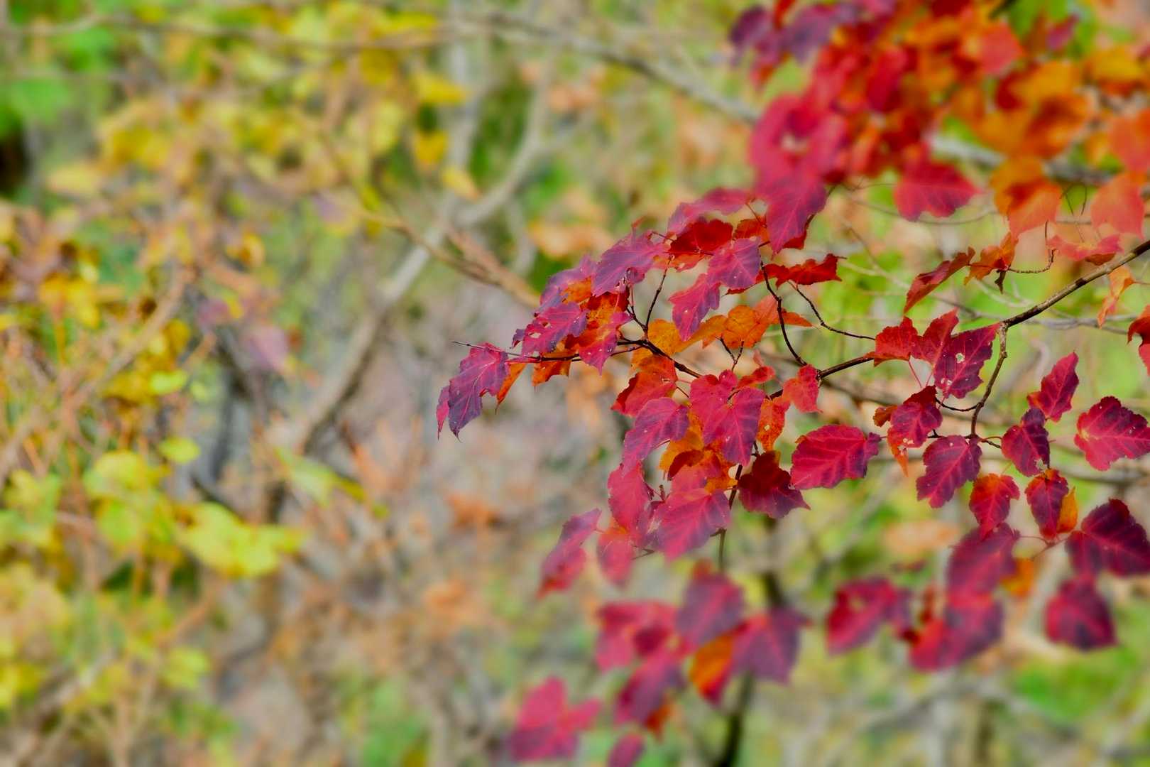 山頂付近には
桂の木があり
甘い香りがしてました♪

この赤い葉はミズキです🍂