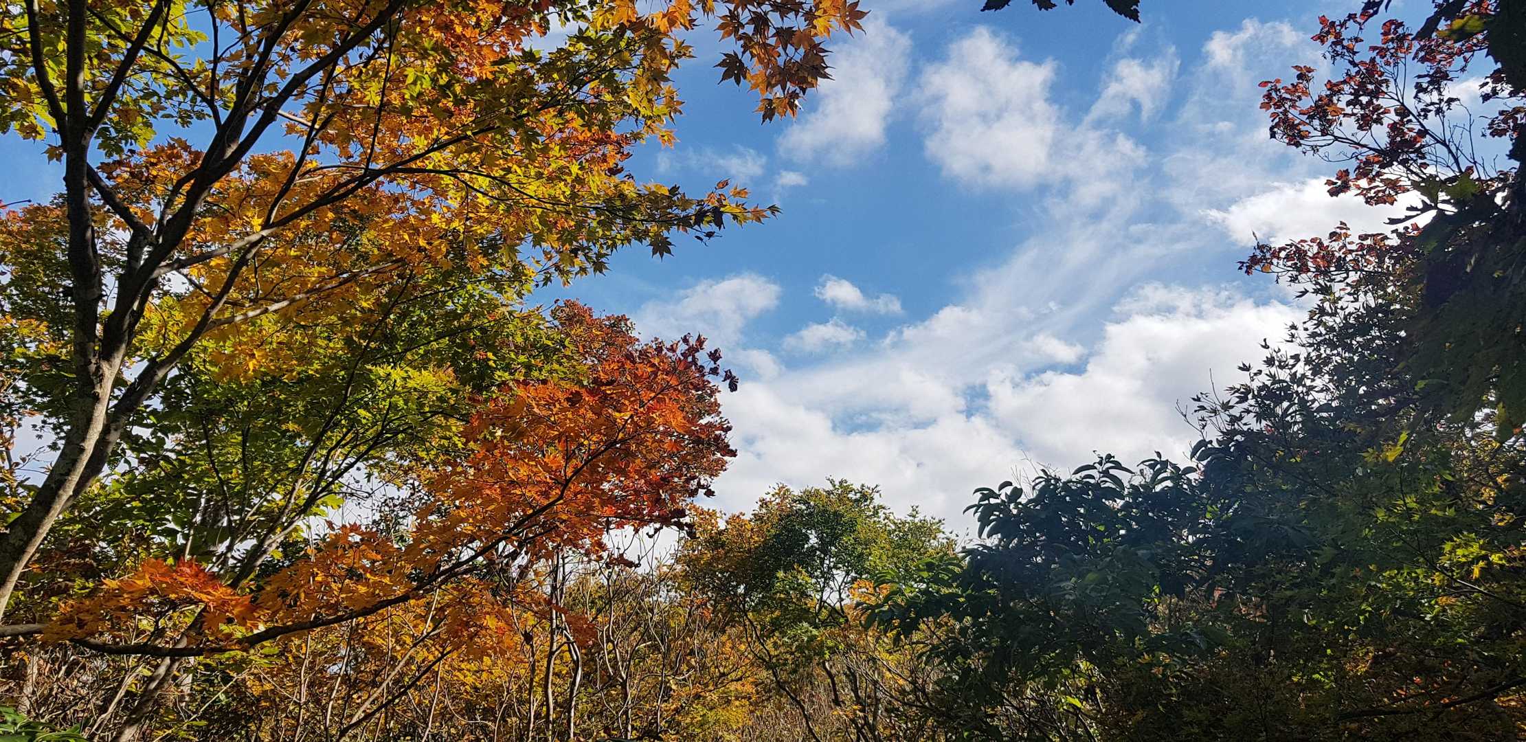 奥獅子吼山 往復コースの写真