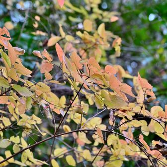 林道沿いの紅葉