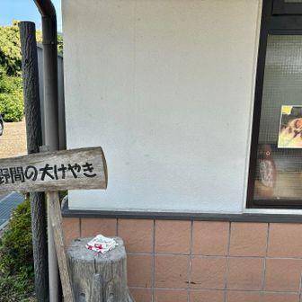 野間の大けやきを見に来ました🌳網膜手術後のため、ドクターストップがかかっているので、山歩きできません🙅‍♂️
