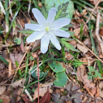 キクザキイチゲ