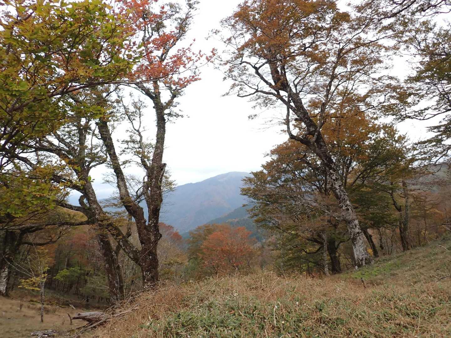 歩いてると木々のフレームからの高い山😙
行きはわかりませんでしたが牛ノ背辺りで