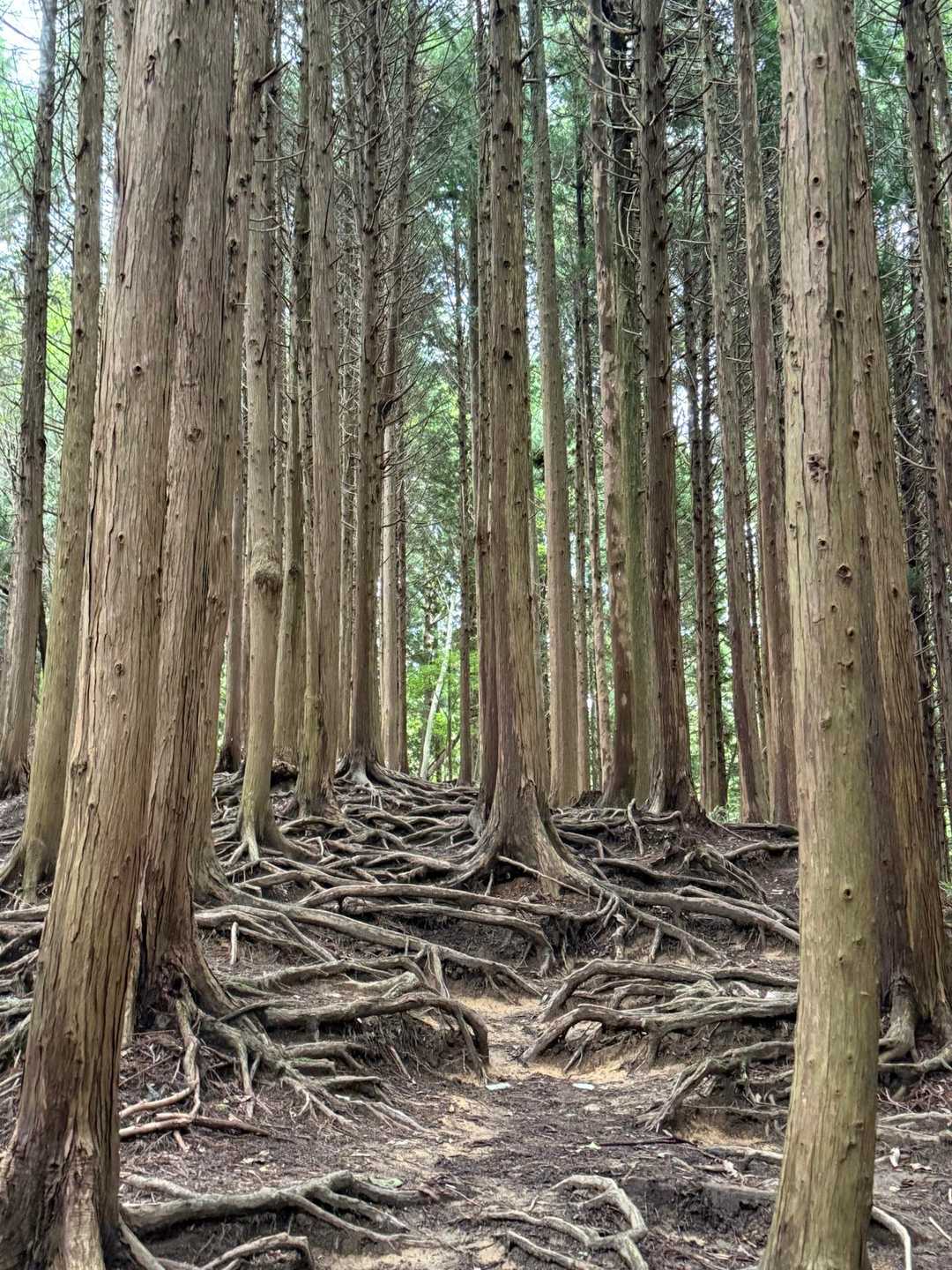 百ヶ辻登山口-金剛山 往復コースの写真