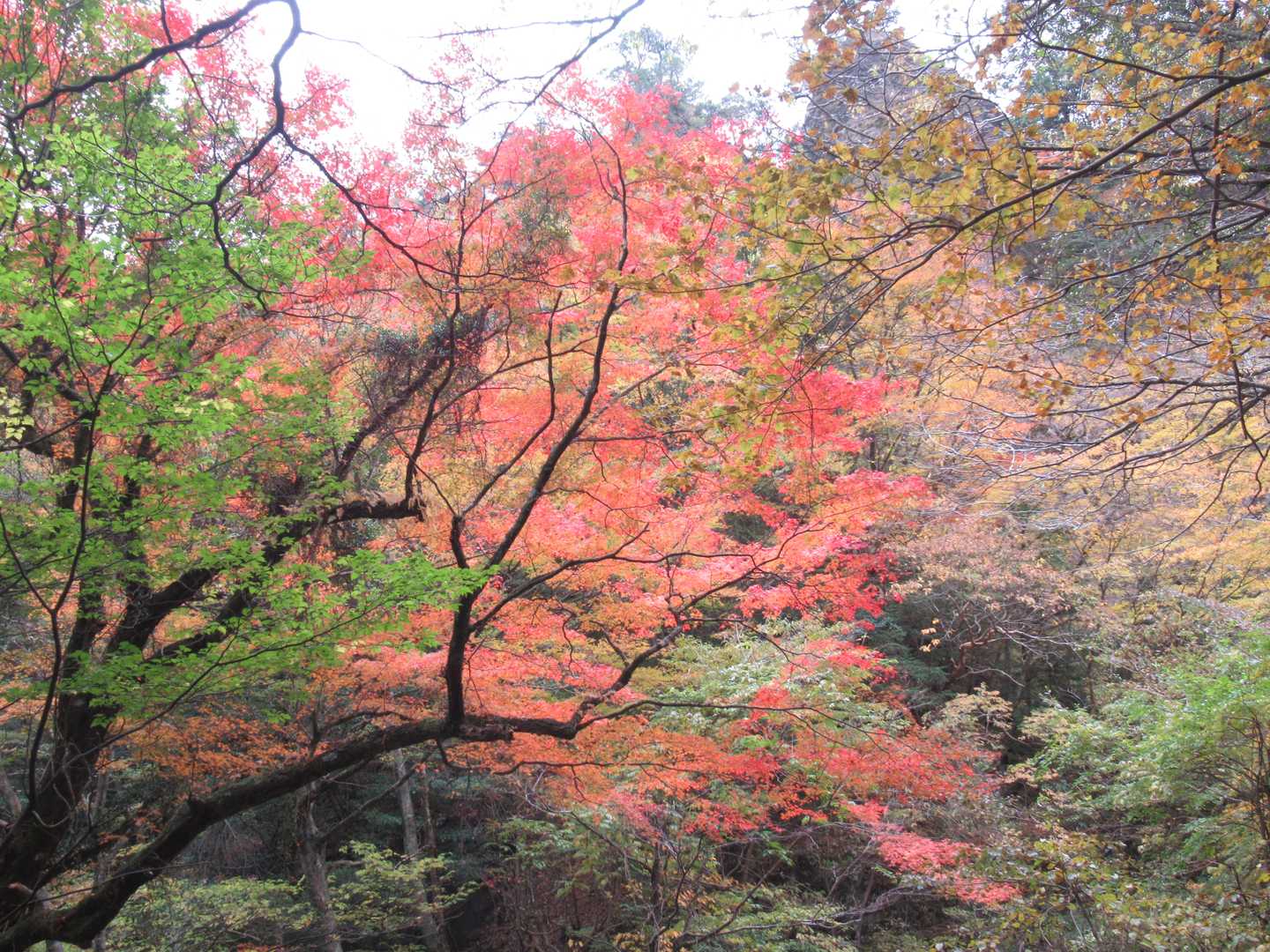 紅葉に歓声も・・段々と下火になります