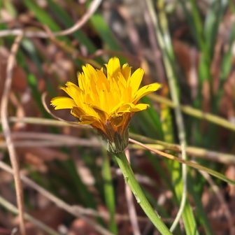 ブタナ♫
(花茎が長〜いのね)