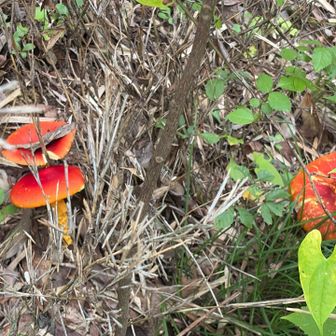 側道でキノコ祭🍄
