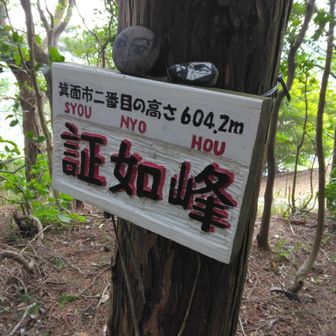 いつものゴルゴ、見守りご苦労様。