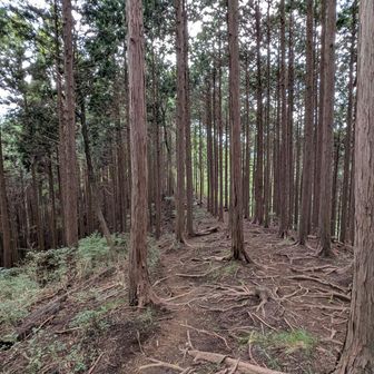 地面に根が露出している箇所が多いのが印象深かった