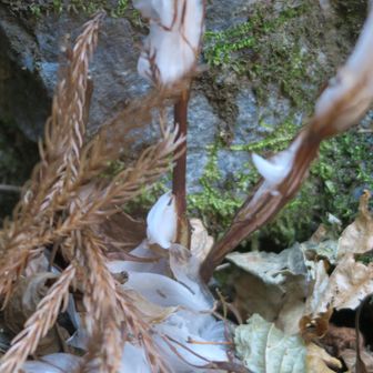 雪国ではなかったけど、寒さで氷華が咲いていました❄️