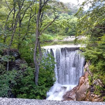 3日目、土合橋。
道中涸れた沢が多かったですが、ここまで来るとそれなりに水量はありますね。

■備忘
行程。
初日。7:00白毛門登山口入山、10:10松ノ木ノ頭、12:00白毛門、14:00笠ヶ岳、14:30笠ヶ岳避難小屋 (活動時間7.5時間)
2日目。6:10出発、7:40朝日岳※水補給9:00ヤブコギ開始、ゴボウ沢左岸の尾根、湯桧曽川左岸鉄塔、17:40清水峠白崩避難小屋 (活動時間11.0時間)
3日目。7:10出発、11;40白樺避難小屋、16:10Pに戻る (活動時間9.0時間)

※ルートの様子
・朝日岳〜清水峠ヤブコギ
尾根には気持ちよさそうな草地あり。でもそこを歩くのは1〜2時間位。そこ以外はヤブコギ。前半胸から背丈170cmくらいの灌木とササ。
後半樹林帯に入るも、背丈以上の灌木とササで難儀。枝尾根が伸びる個所では樹林で見通しが利かず、20ｍずれるとあらぬ方向に進んでしまうので、頻繁にGPSと地形を確認して慎重にルーファイ。そのような個所に人が折ったと思われる枝もいくつか見かける。みな同じようなところで苦労しますね。ちょっと親近感。
草地には踏み跡あり。どちらかというと獣道のよう(鹿の蹄跡あり)。
最後は湯桧曽川左岸の唯一の鉄塔の巡視路を活用。ルートは軌跡の通り(湯桧曽川を渡渉して清水越に出る)。
・R291清水越群馬側
202605以来(雪渓残雪の中を歩く)。巡視路にもなっているのでしょう、刈払いされてます。5月の時苦労した雪で押し倒された灌木も切られていました。七ツ小屋山とかの斜面をトラバスしていくルートです。旧国道とはいえ、スパッと25ｍほど落ち込んでいるところを跨ぐなど、気が抜けません。登りはありませんが、それにしても土合まで長い。

※水場
・当初4L持参。
2日目朝 朝日岳の先宝川温泉分岐の水場で4L満たす(水が出ていなければ池塘を利用予定でした)、その後湯桧曽川渡渉時4Lキープ。
3日目は下山のみ。清水峠〜鉄砲尾根間の沢で2Lキープ。沢(数)が豊富なので、喉が渇いたら沢水で。白樺避難小屋以降も湯桧曽川や巡視小屋脇の小さな沢でキープ。ちなみに武能沢幽ノ沢一ノ倉沢マチガ沢は枯れてました(水流は地下に潜ってるようで、表面上水は流れていませんでした)。

天気。
初日、曇りがち、ガス、日差しも。時々雨パラパラ。周辺の山々も見えたり、ガスがかかることも多く。風体感0〜2m/s、気温22〜25°c
2日目、曇りがち、日差しも。馬蹄形の山々は見える。谷川岳はガスがかかる。雨も一度ぱらつく。風体感2m/s、気温22〜25°c、朝笠ヶ岳避難小屋内16°c、
夜白崩避難小屋外はガス、小屋内18°ｃ。
3日目、晴れ。風体感2m/s、気温22〜25°c。
※2日目笠ヶ岳避難小屋泊まり中、"23日(日)2時00分頃、茨城県南部を震源とするM5.9、深さ約70kmと推定される地震"。ラジオの緊急速報で知れた。小屋が揺れた。

ひと。
初日、4組6名(白毛門、笠ヶ岳ピストンの方々、馬蹄形時計回りの方(シェリーさんかな? 下山後レポで。馬蹄形完了まで後2座、笠ヶ岳避難小屋前でご挨拶))。
2日目、3組5名(馬蹄形反時計回り+平標山の柄杓?(きなわんたさんです!下山後レポで。笠ヶ岳避難小屋前でご挨拶。すごい)、他に時計回りの方(しょうさんですね! 下山後レポで)、湯桧曽川本沢沢登りの方々)。
3日目、会わず。

動物。
・2日目、ゴボウ沢左岸の尾根の池塘で。鹿2頭。
・2日目、夕方清水越で。ウサギとてん。
登山道を歩いていたら正面からウサギが走ってくる。よけもせずすれ違う。突然の出現に驚く。正面をみたらてんがウサギを追いかけてたみたいで、てんは私を見て急ブレーキ、草むらに逃げていった。
その後今度は突然ウサギが私を追い抜く。突然でまたまたびっくり。
てんは黄色の身体に手足が黒色。ウサギは灰色。

装備。
18.2kg。ICI バフィン、キャラバンC1-02S(灰)、水4.0L持参。食事12食。3泊4日の準備。

覚え書き(経緯と判断)。
(まとまりませんが···)
・ゴボウ沢左岸の尾根のヤブコギは、私の年初計画のひとつです。
・今回3泊4日の装備で入山。
目的は、"清水峠から湯桧曽川を渡渉してゴボウ沢左岸の尾根をヤブコギして朝日岳まで行く"という計画実現に当たり、取り付く尾根に鉄塔があるのでそこに向かう巡視路を調査すること。
・当初計画は、清水峠白崩避難小屋に2泊して調査、調査後は清水越R291新道で下山するものでした。
・ただ、調査がスムースに行って天候体調に問題なければそのままヤブコギで朝日岳への計画変更をオプションとしました。
・結局、···
初日清水峠白崩避難小屋到達できず、ぎり明るいうちに着けそうでしたが、ねむくて眠くて仕方なく、笠ヶ岳避難小屋で昼寝、そのまま泊。
そこで計画を変更。ゴボウ沢左岸尾根を下って清水峠までとしました。天候は持ちそう(朝日岳で最終判断)、鉄塔〜清水峠間ルートは鉄塔側から探る、湯桧曽川渡渉に不安(水量、雨が降って渡れるか)があリましたが、これは沢登りの方に確認、湯桧曽川水流少ないとのことでした。
以上の経緯・判断で今回ヤブコギを実現。

所感(追記)。
白毛門〜朝日岳〜JP〜清水峠と、湯桧曽川に囲まれた山域には一般ルートがない空白地帯のようで、ずっと気になっていました。今回一部ですがその山域を歩けてまた違う景色が見られて面白かった。とても素敵(融雪期白樺尾根から見たときは雪崩ばかりで険しい印象でしたが、実際歩いてみると穏やかな景色が印象的で、俎嵓南側阿弥陀沢のような箱庭みたいな感じで、とても素敵です)。
私は昨年沢登り再デビュー。ソロでロープを使わずせいぜい1〜2級程度ですが、沢の面白さが分かってきたような。
今回挨拶した沢屋さんに聞きました。湯桧曽川本谷もルート次第でロープなしで行けるとのこと。
じゃということで、湯桧曽川本谷、朝日岳まで上り詰めてみようかしら。いざとなったら、今回の巡視路でエスケープできるし。
湯桧曽川の難易度次第ですが、うまくいったら、空白地帯の沢や尾根を縦横無尽に歩けそうです!?

追記。
山中ご挨拶した方々。魅力的な山行をされていたので、誠に勝手ながら、自分用にリンクを張ります。
シェリーさん
https://yamap.com/activities/50662889
きなわんたさん
https://yamap.com/activities/50703098
しょうさん
https://yamap.com/activities/50673910