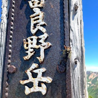 セミも鳴いてお出迎え！やはり、