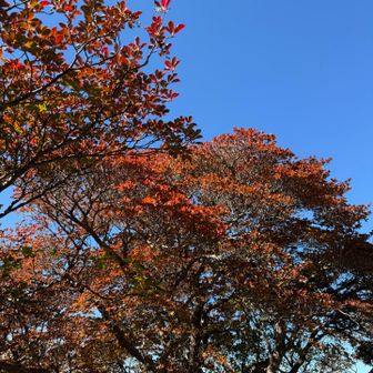 山頂付近は紅葉綺麗です