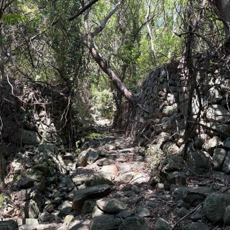 登山道、やや荒れているも迷う心配はなさそう。ピンクテープも多数。