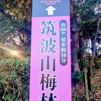 蝋梅🌼を探して